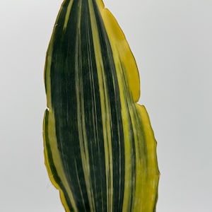 Whales Fin Sansevieria Variegated