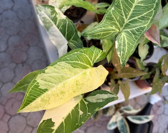 May include: A Syngonium podophyllum plant featuring arrow-shaped leaves with variegated patterns of deep green, light green, and creamy yellow. The foliage displays prominent veins and distinct color patches across the surface.