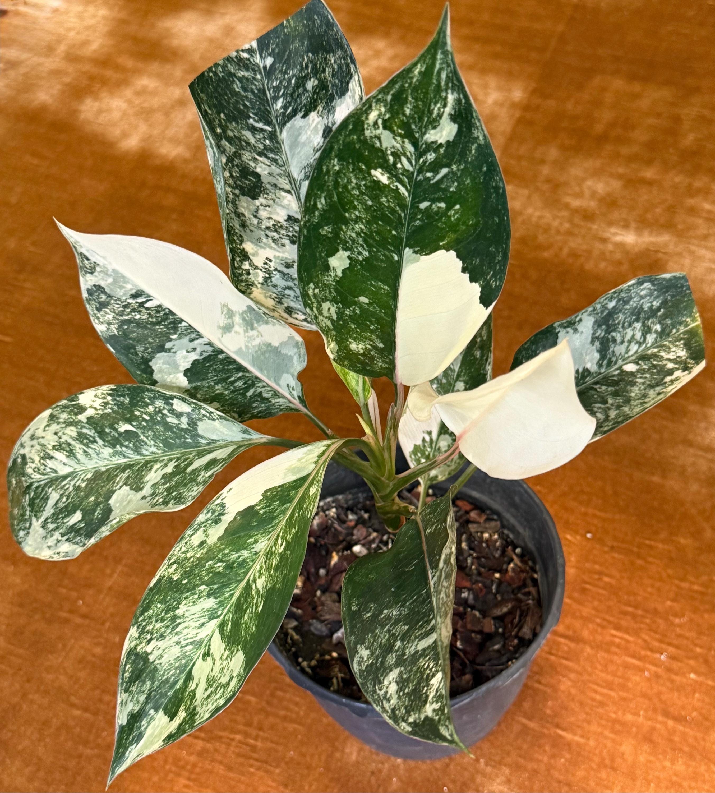Aglaonema Siam Jade Variegated ~ Rare Plant *5 Inch Pot - Etsy