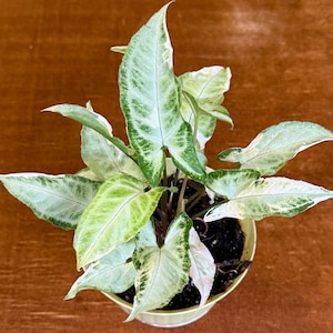 Syngonium Starlite