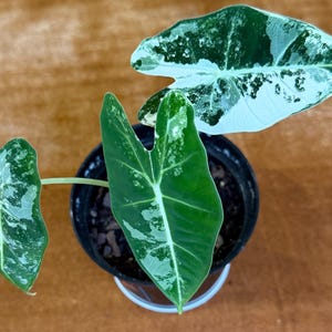Alocasia Frydek Variegated