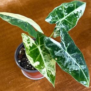 Alocasia Frydek Variegated