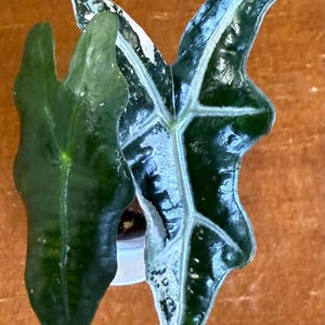 Alocasia Sanderiana Nobilis Variegated plant