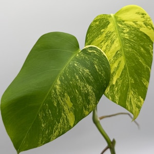 Monstera Aurea