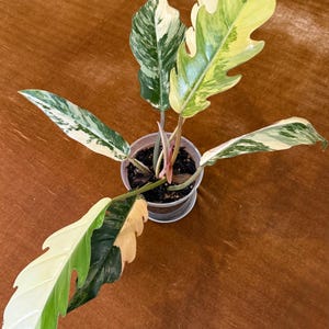 Philodendron Caramel Marble