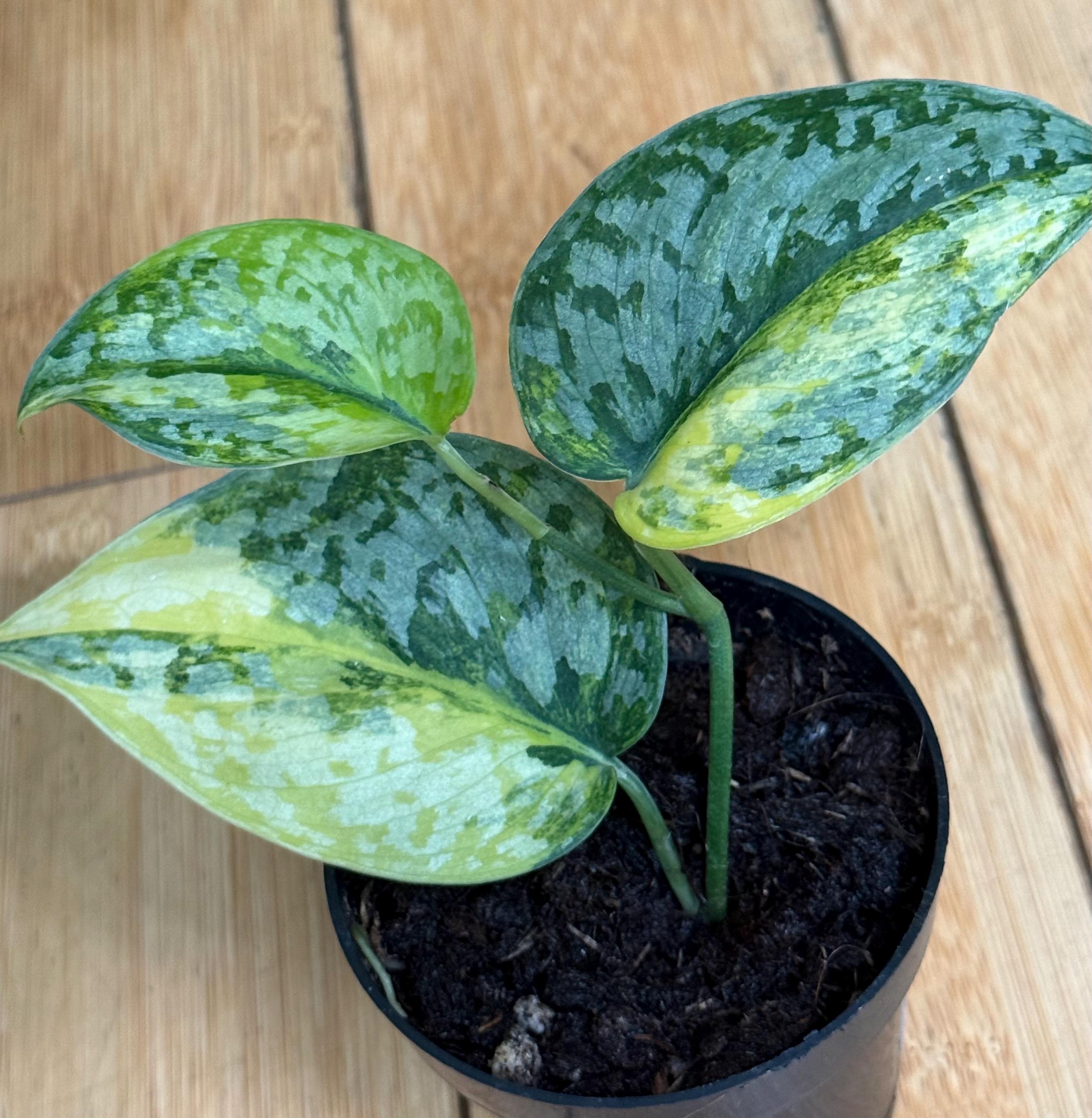 Scindapsus Geulis - Etsy