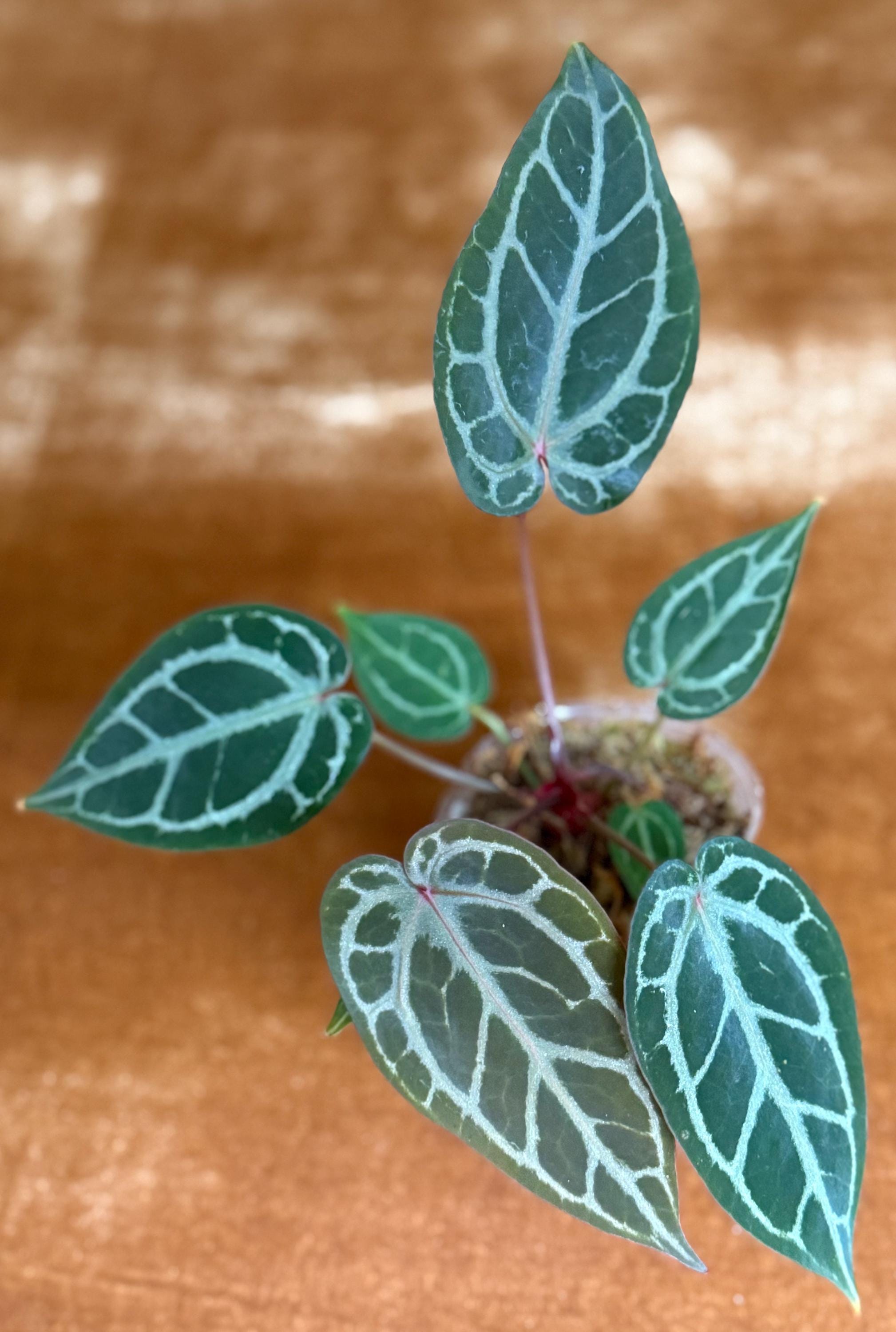 Anthurium KOS/HU (King of spades) x Red crystallinum – Aroid