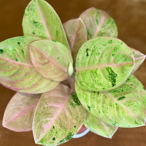 Aglaonema Emerald