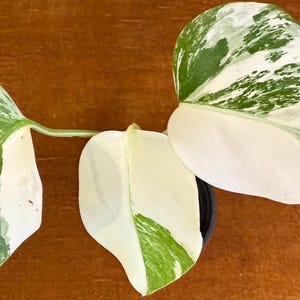 Albo Monstera