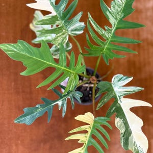 Philodendron Florida Beauty x Tortum Variegated