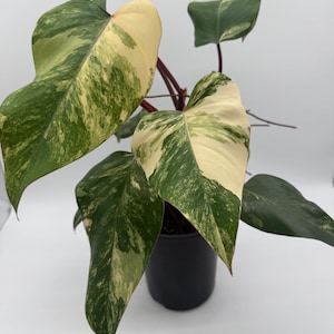 Philodendron Strawberry Shake