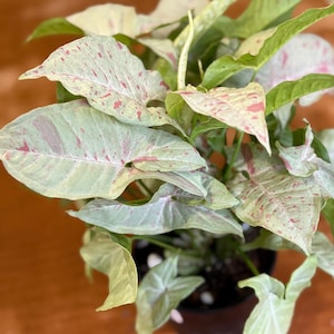 Syngonium Milk Confetti