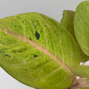 Aglaonema Andini