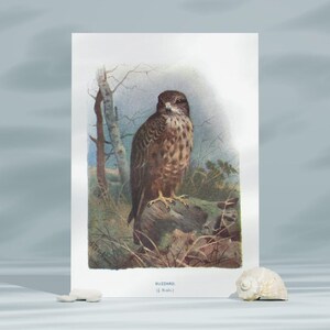 Buzzard Bird Vintage Illustration ,Bird Art Antique Lithograph, Antique Bird Sketch Art,Nature Wall Art, Digital Download