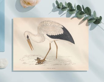 Antique White Stork Print, 1862 Bird Illustration (Digital Download)