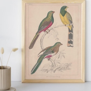 1850 Antique Hand Coloured Exotic Bird Lithograph Print,Vintage Illustration,Vintage Bird Art Print,Digital Wall Art Print, Digital Download