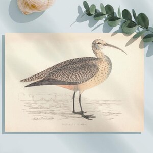 Esquimaux Brachvogel Vogel Wand Kunst Druck Poster Illustration, 1862 Vintage Vogel Kunstdruck, Digitale Wand Kunst Druck, Ornithologie Digital Download