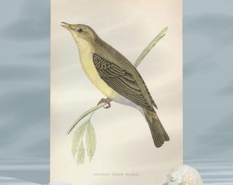 May include: A vintage illustration of a melodious willow warbler perched on a branch with green leaves. The bird is depicted in shades of brown, gray, and yellow, with a long, slender tail. The text "MELODIOUS WILLOW WARBLER" is printed below the image.