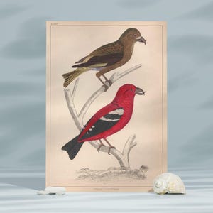 Crossbill Bird Vintage Illustration,Vintage Ornithology Bookplate Print, Antique Bird Sketch Art,Digital Wall Art Print, Digital Download