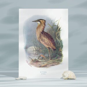 Bittern Bird Vintage Illustration Print ,Vintage Bird Art Print, Antique Bird Sketch Art,Nature Wall Art, Digital Download