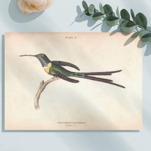 Half-tailed Hummingbird Antique Print,Trochilus Enicurus Vintage Illustration,Vintage Bird Art,Digital Wall Art Print, Digital Download