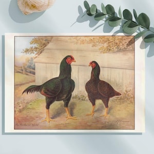 Antique Indian Game Chromolithograph of Poultry  Print,Vintage Illustration,Vintage Bird Art Print,Digital Wall Art Print, Digital Download