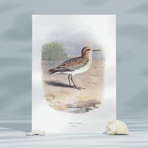 Little Stint Bird Wall Art Print Poster  Illustration,Vintage Bird Art Print,Digital Wall Art Print, Digital Download