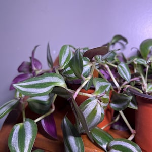 Easy to grow houseplant,Tradescantia Zebrina, low maintenance, inside decor