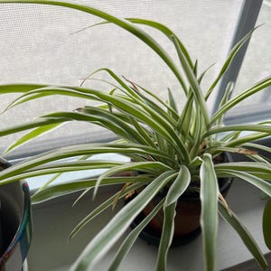 Spinplant bont