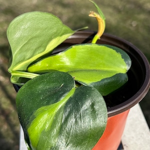 Philodendron Brasil: Heartleaf Vine Plant