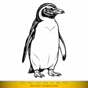 Puede incluir: Ilustración en blanco y negro de un pingüino de pie. El pingüino tiene un vientre blanco, una espalda negra y una cabeza detallada con un pico. La imagen es una descarga digital, como indica el texto en la parte inferior.