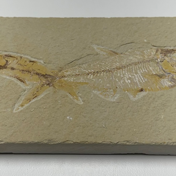Pair of Fish Fossil Plate