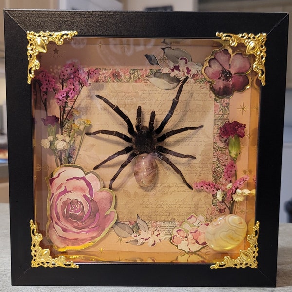 taxidermy tarantula shadowbox with a peach moonstone abdomen with assorted dried flowers and acid free paper decor. 8x8"