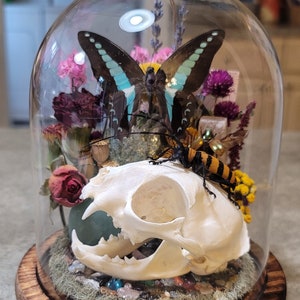 REAL bobcat skull with longhorn beetle and a Common Jay butterfly insect specimens in a glass dome display cloche with fuschite mica.