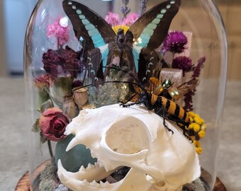 REAL bobcat skull with longhorn beetle and a Common Jay butterfly insect specimens in a glass dome display cloche with fuschite mica.