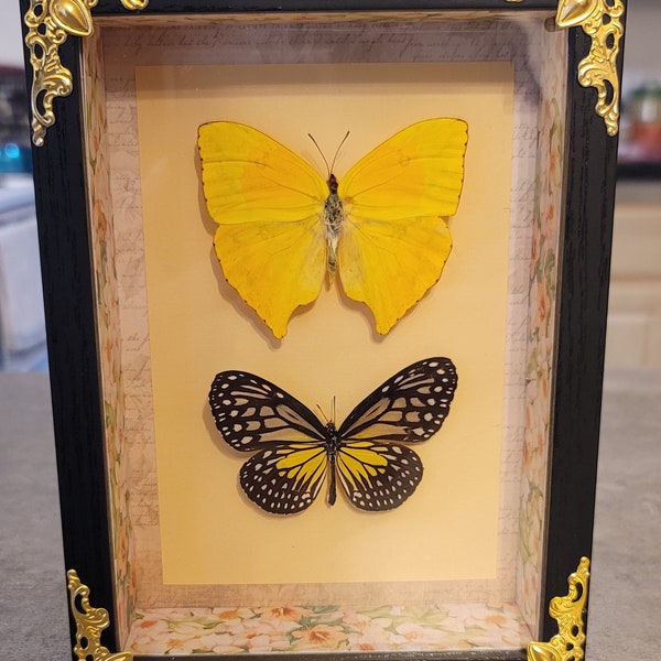 Cloudless Sulphur butterfly and Yellow Glassy Tiger butterfly real framed taxidermy butterflies in 5"x7" shadowbox.