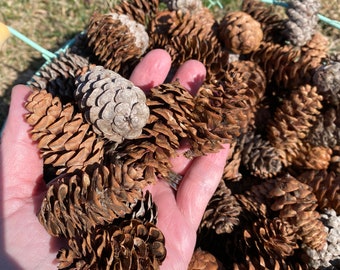 May include: A collection of brown pine cones, some light and some dark, are held in a hand. The cones are in a light green basket, with a background of green grass.
