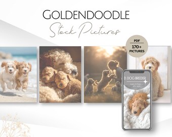 170 Goldendoodle Stock Photos, Dog Breeding Pics, Dogs Walking Images Professional Canine Business Photography Pet Sitters Portrait Pictures