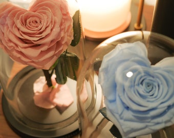 May include: Two glass domes with preserved roses inside. The rose on the left is pink and the rose on the right is blue.