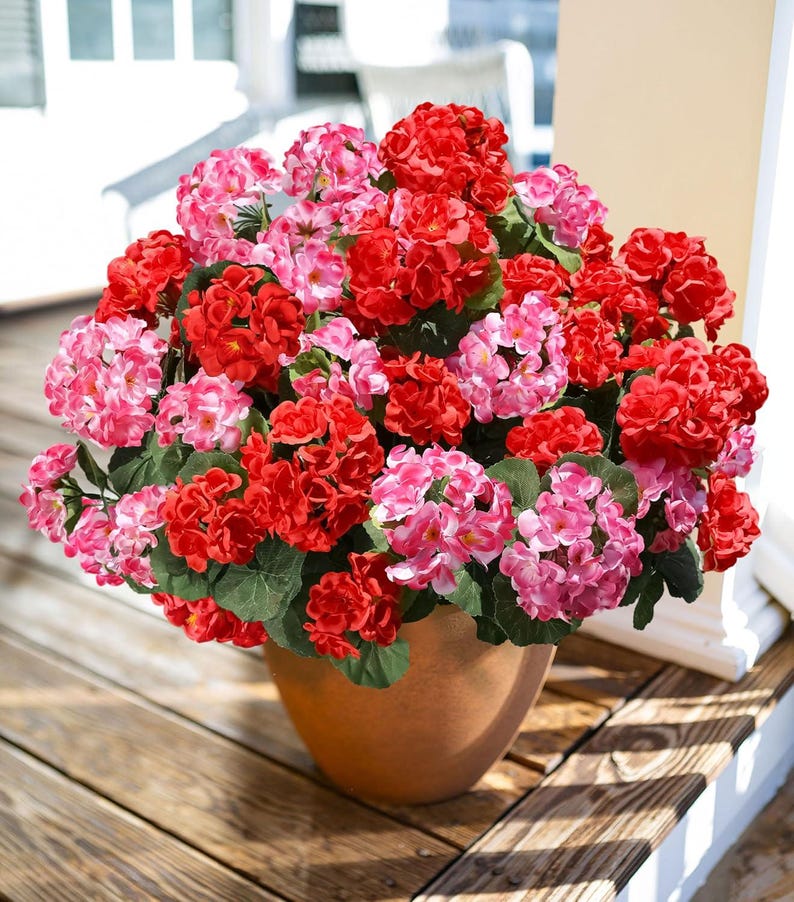 May include: A terracotta pot overflowing with vibrant red and pink geraniums. The flowers are in full bloom, creating a lush, colorful display. The pot sits on a wooden surface, adding a natural touch to the floral arrangement.