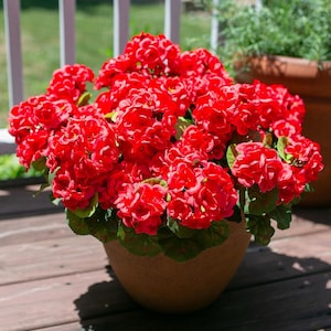 May include: A terracotta-colored pot overflowing with vibrant red geraniums. The flowers have multiple layers of petals and are surrounded by green leaves with red edges. The pot sits on a wooden deck.