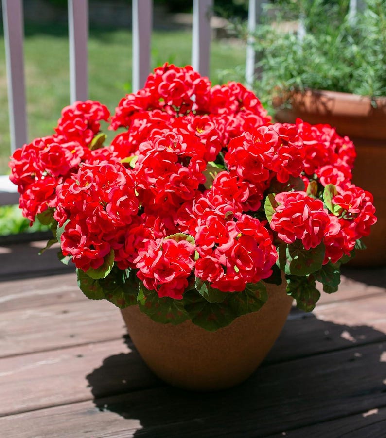 May include: A terracotta-colored pot overflowing with vibrant red geraniums. The flowers have multiple layers of petals and are surrounded by green leaves with red edges. The pot sits on a wooden deck.