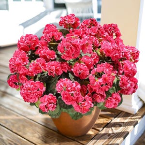 May include: A terracotta pot filled with vibrant pink geraniums. The flowers are in full bloom, with lush green leaves. The pot sits on a wooden deck, with sunlight casting shadows.