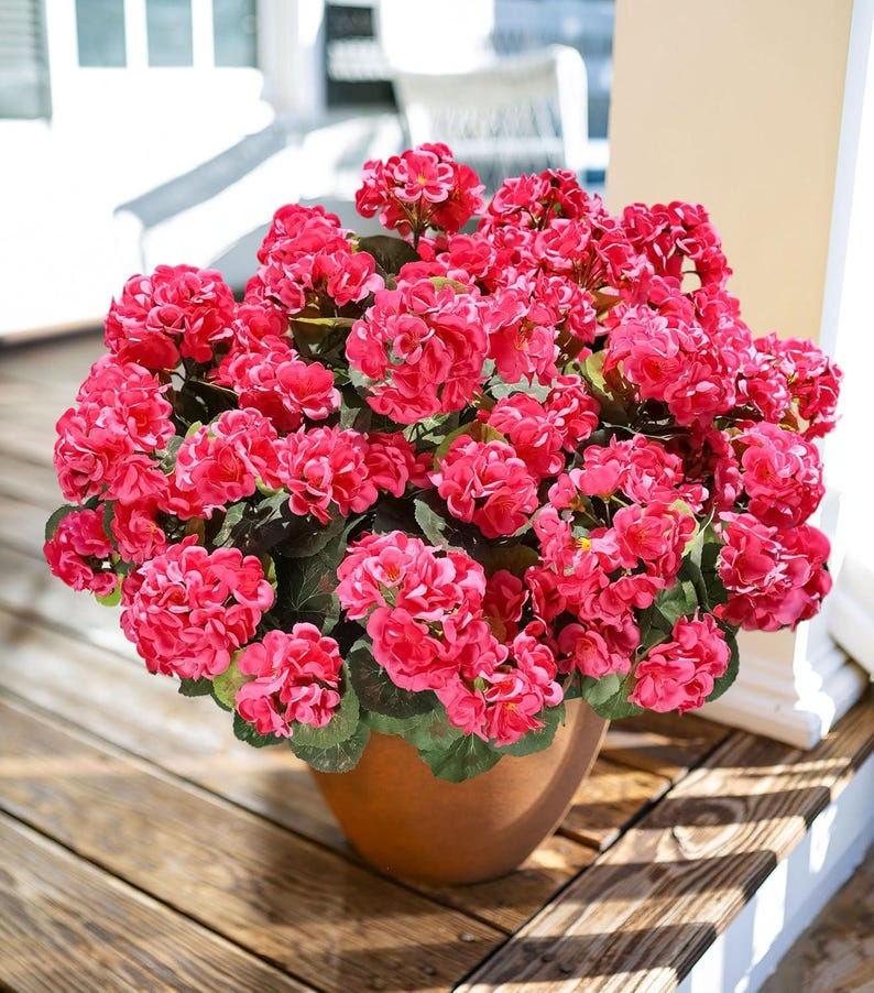 May include: A terracotta pot filled with vibrant pink geraniums. The flowers are in full bloom, with lush green leaves. The pot sits on a wooden deck, with sunlight casting shadows.