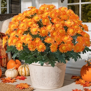 May include: A large, dense cluster of vibrant orange chrysanthemums with yellow centers, potted in a round, off-white planter featuring a subtle embossed leaf pattern around the exterior, displaying numerous blooming flowers and green foliage.