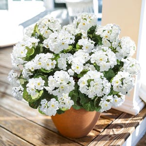 Artificial Geranium Flowers (6 Bundles): UV Resistant Faux Silk Outdoor Decor White
