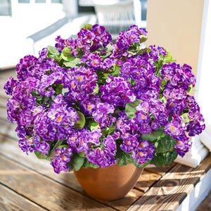 May include: A large pot of vibrant purple flowers with green leaves. The flowers are in full bloom and are densely packed together. The pot is a terracotta color and sits on a wooden surface.