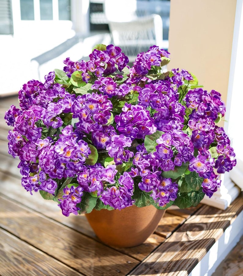 May include: A large pot of vibrant purple flowers with green leaves. The flowers are in full bloom and are densely packed together. The pot is a terracotta color and sits on a wooden surface.