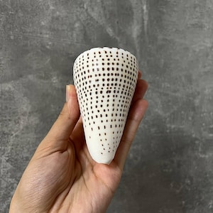 May include: A cone shell with a smooth, off-white surface featuring a repeating pattern of vertical rows of small, dark brown rectangular spots that taper toward the pointed base, creating a distinct and natural spotted texture on the exterior.