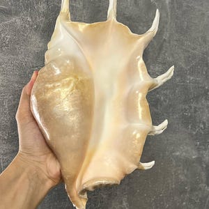 Könnte beinhalten: Eine große, längliche Spinnenmuschel mit einer glatten, glänzenden Oberfläche in einem Farbverlauf aus Creme-, Beige- und sanften Pfirsichtönen. Die Muschel hat eine breite, offene Öffnung und mehrere lange, gebogene, spitze Dornen.